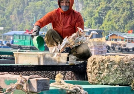 Ha Long Bay Food Guide 2026: Cha Muc, Boat Seafood & Where to Eat in Bai Chay
