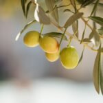 Best Olive Oil Regions for Food Travel 2026