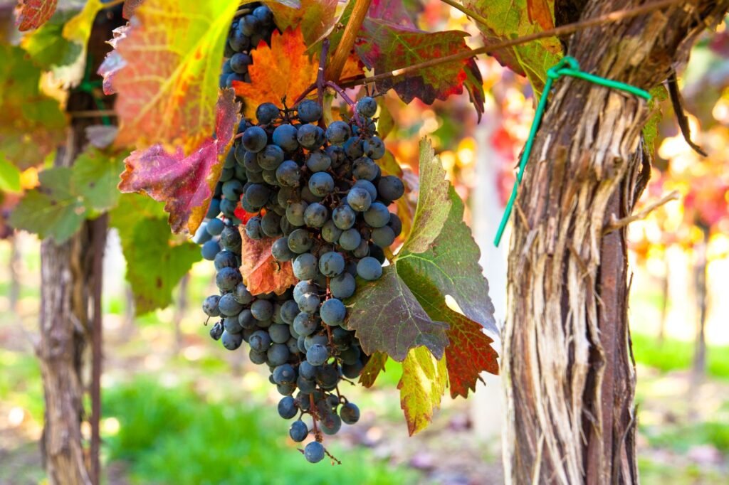 World's Best Wine Regions for Food-Loving Travelers 2026